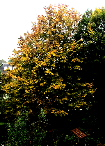 01_herbstbaum.JPG
