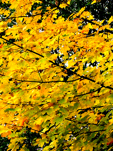 13_herbstlaub.JPG