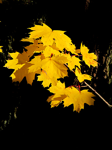 74_herbst_stimmung.JPG