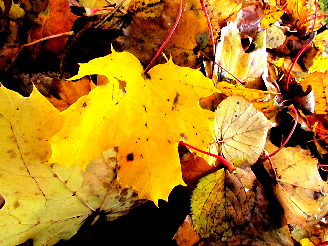 75_herbstblatt.JPG