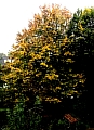 01_herbstbaum.JPG