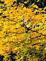 13_herbstlaub.JPG
