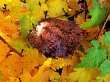 72_herbst_stimmung.JPG