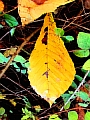 73_herbstblatt.JPG