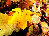 75_herbstblatt.JPG
