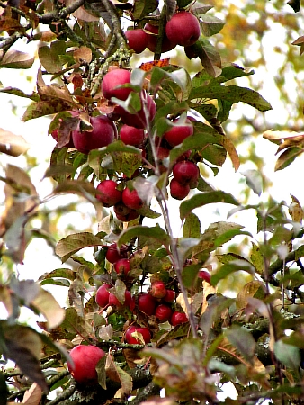 04apfelbaum.JPG