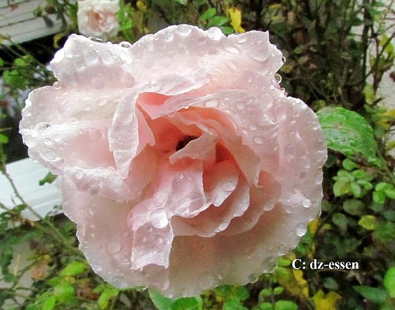 28rose_im_regen_foto_dz.jpg