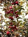 04apfelbaum.JPG