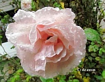 28rose_im_regen_foto_dz.jpg