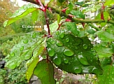 29regenblatt_foto_dz.jpg