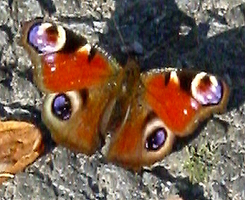Schmeling-01_0302a.jpg