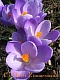11Krokus_blau.jpg