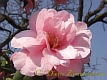 Camelia03.jpg