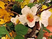 fruehlingsstrauss02.jpg