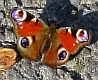 Schmeling-01_0302a.jpg