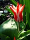 Tulpe-rot-01_0203a.jpg