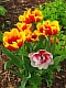 Tulpen_rotgelb_01.jpg