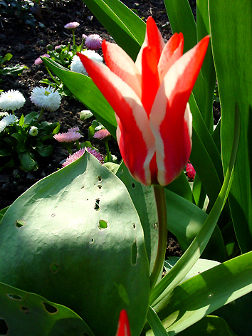 Tulpe-rot-01_0203a.jpg