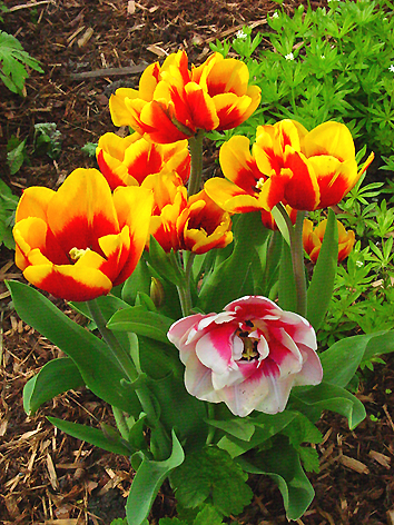 Tulpen_rotgelb_01.jpg
